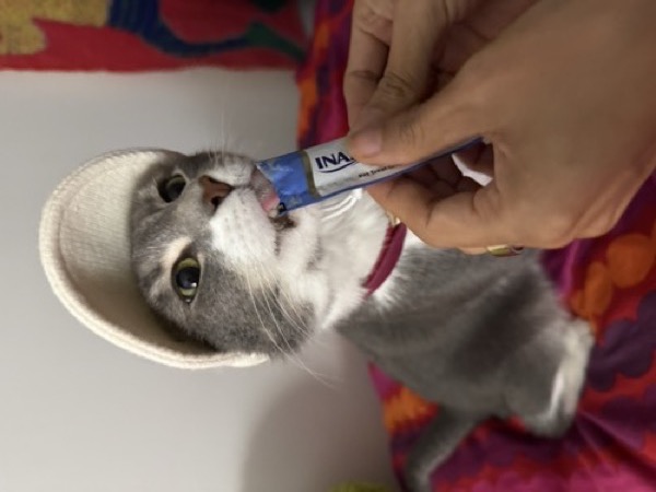 Mochi, a gray tuxido cat, wearing a hat and being given a treat