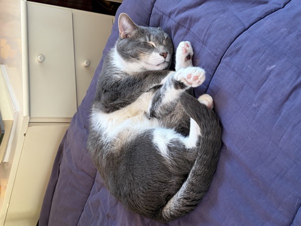 Mochi curled up asleep
