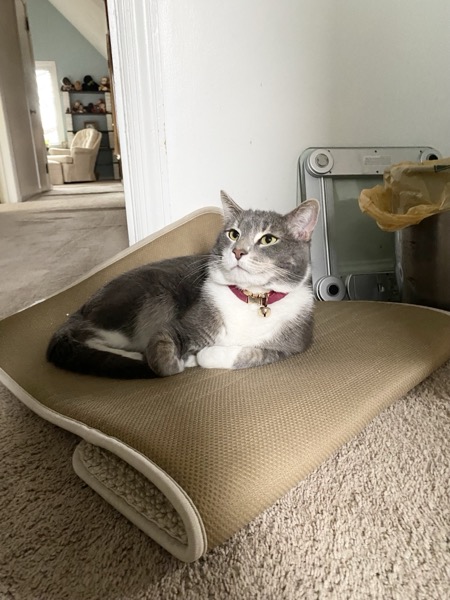 Mochi sitting attentively on a cushion