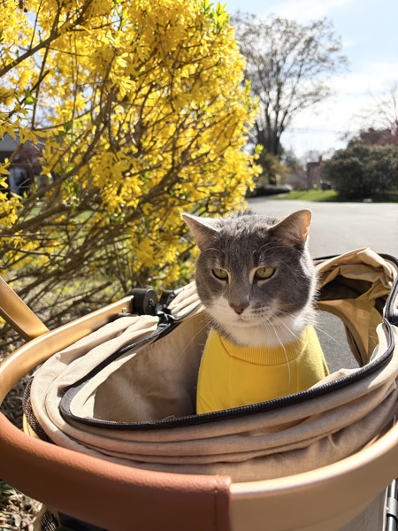 Mochi in yellow sweatshirt in the stroller.